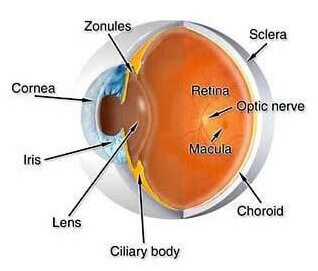 ciliary body anatomy