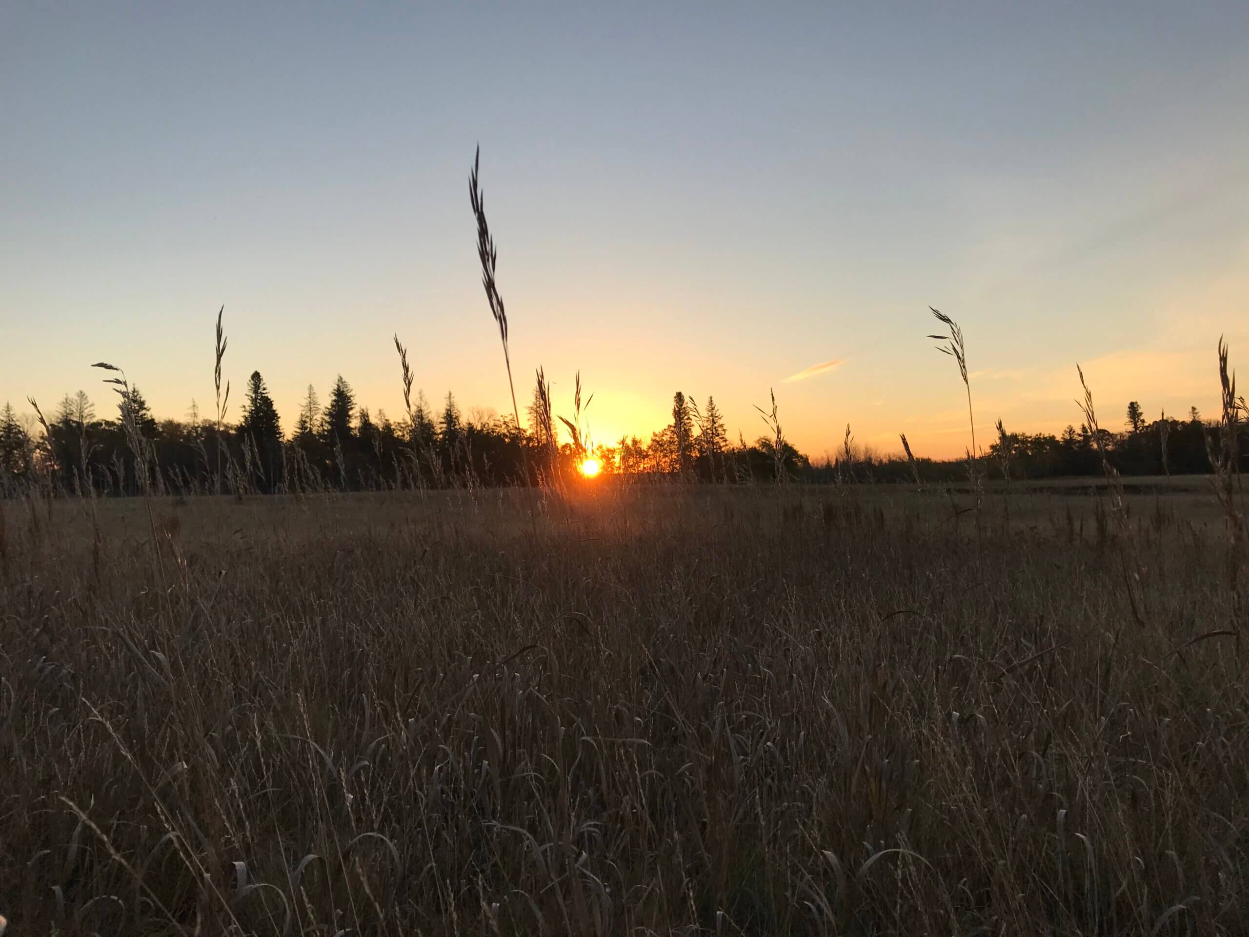 sunrise in a field